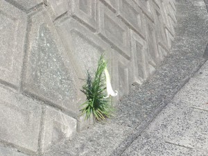 DSCF2074a