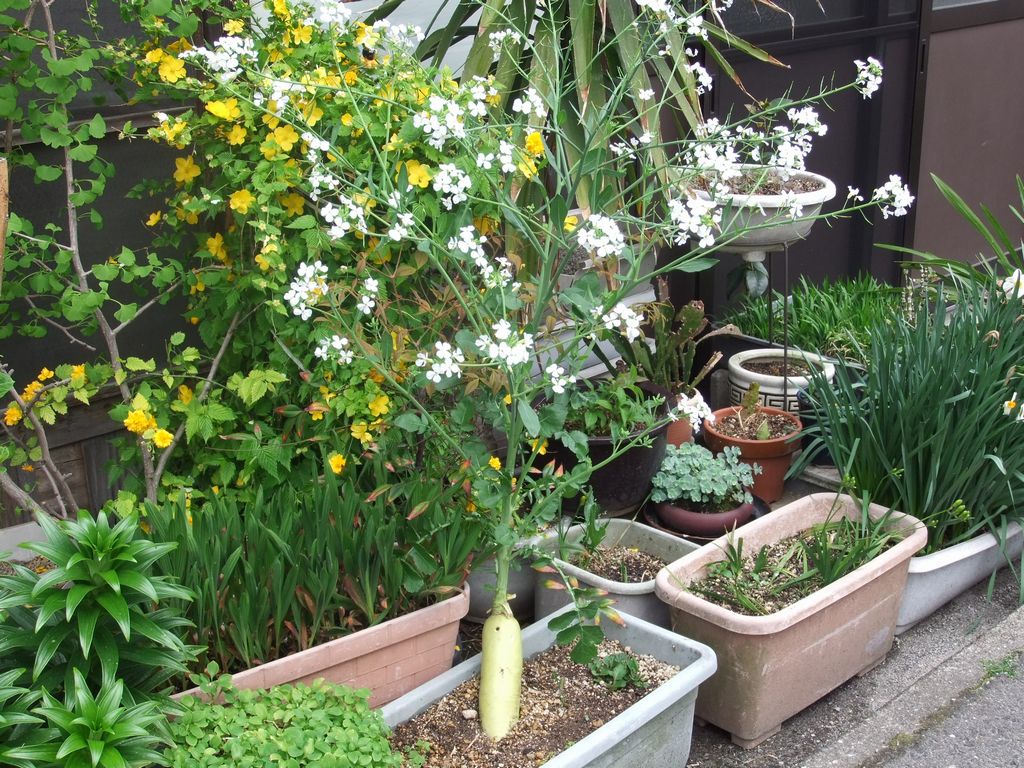 花田屋 大根の花