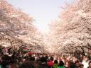 ueno_park2a.jpg